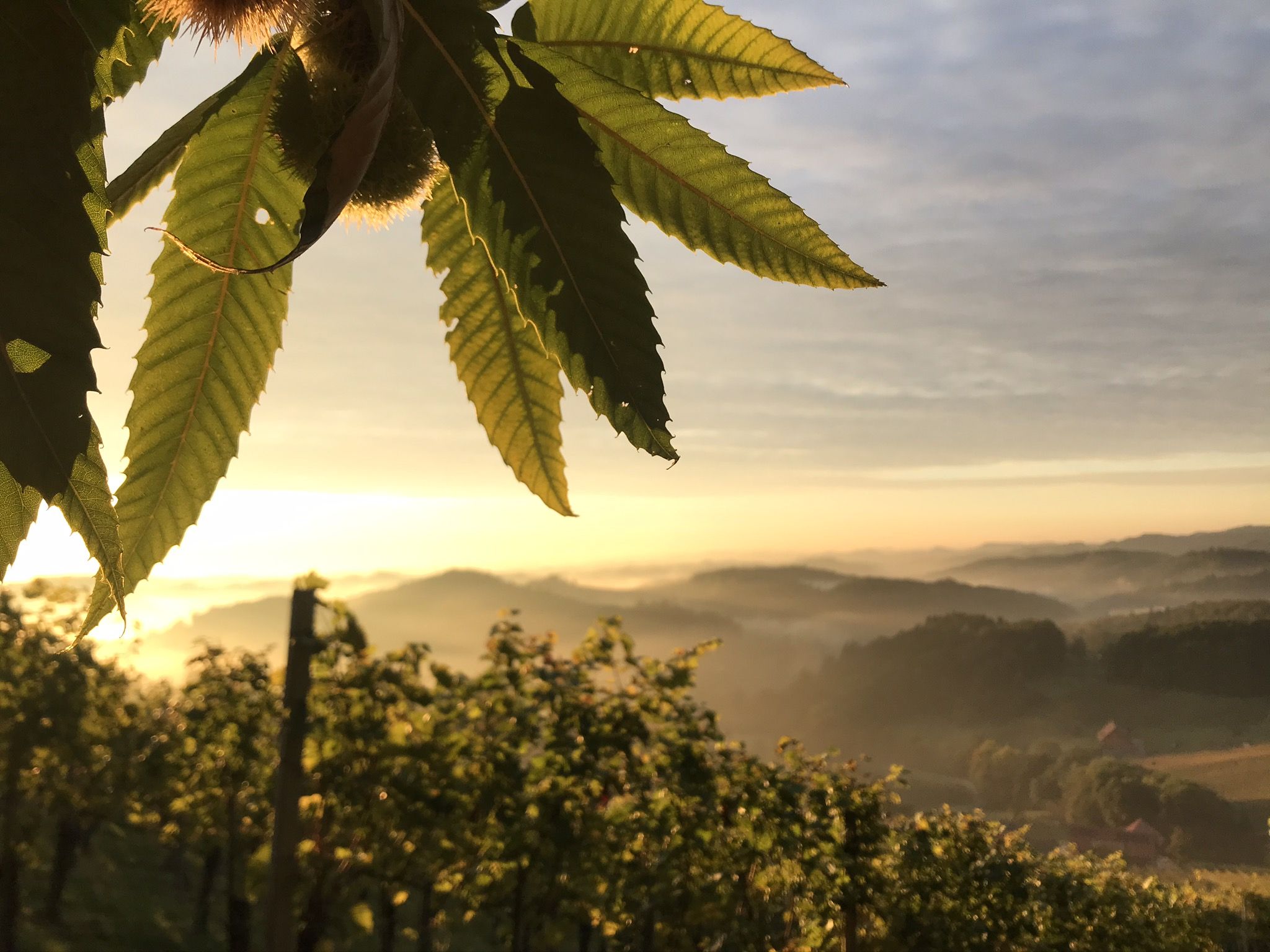 ratscher weinberge_in_herbstlicher_stimmung_ratscher_landhaus